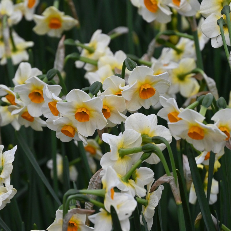 Narcissus 'Beautiful Eyes' ® Narcissus 'Beautiful Eyes' ®