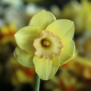 Narcissus 'Chemeketa'