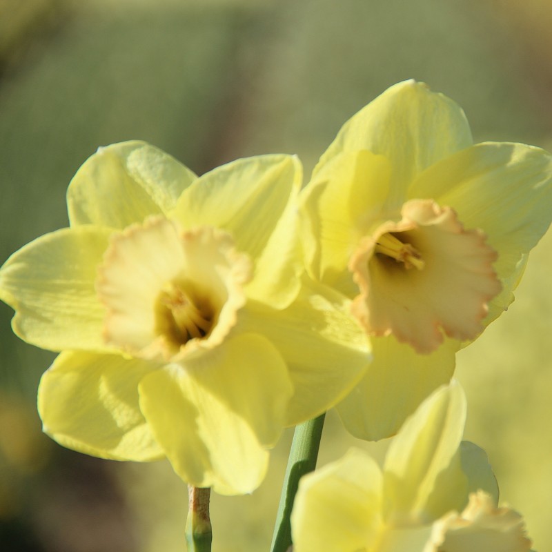 Narcissus 'Chemeketa' Narcissus 'Chemeketa'