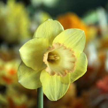 Narcissus 'Chemeketa' Narcissus 'Chemeketa'