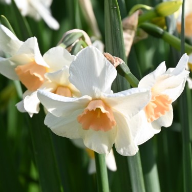 Narcissus 'Doll Baby'