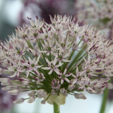 Allium hollandicum 'Album'