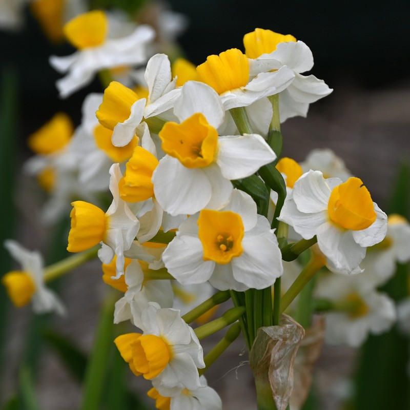 Narcissus 'Glorious'