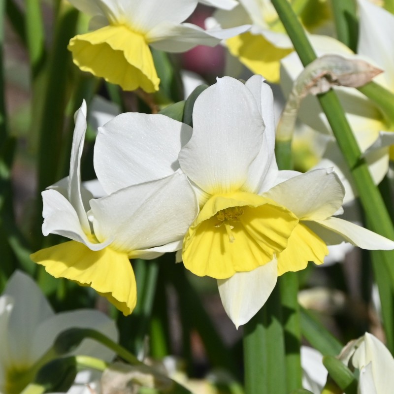 Narcissus 'Jumelée' Narcissus 'Jumelée'
