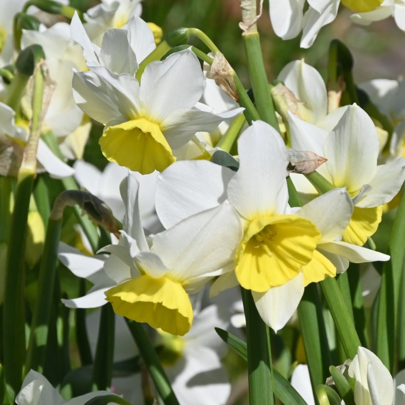 Narcissus 'Jumelée' Narcissus 'Jumelée'
