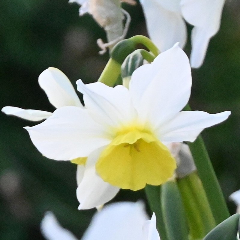 Narcissus 'Jumelée' Narcissus 'Jumelée'