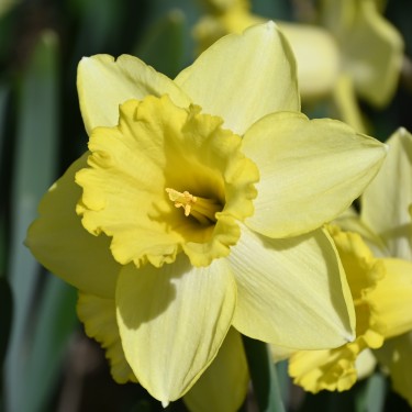 Narcissus 'Ladea'