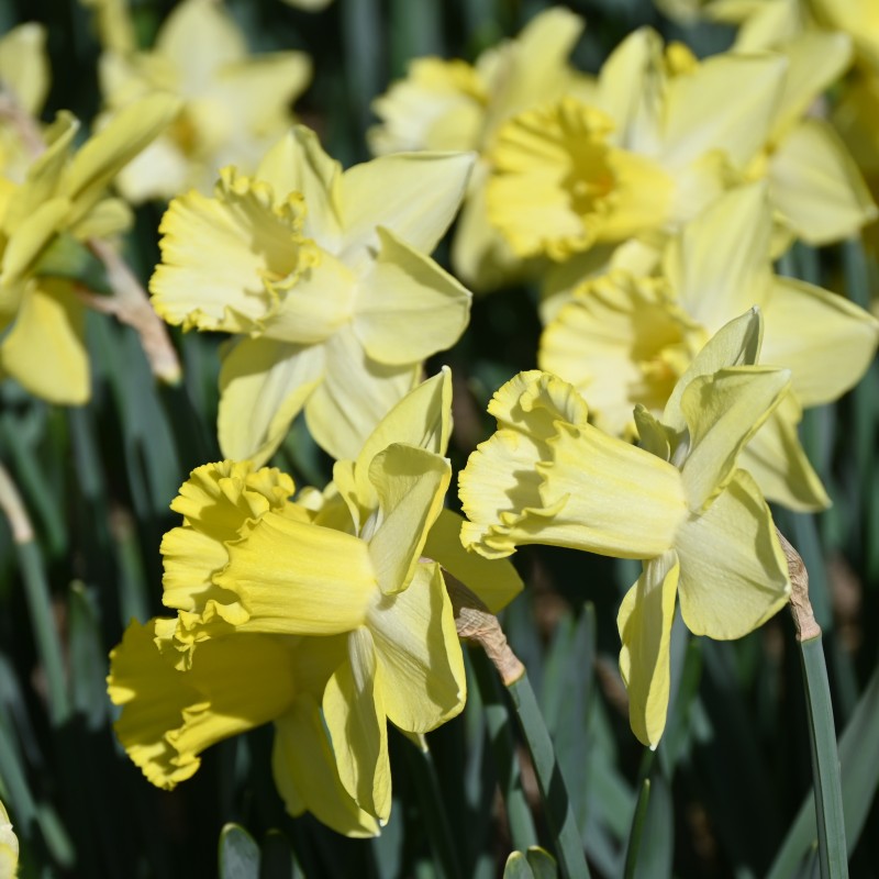 Narcissus 'Ladea'