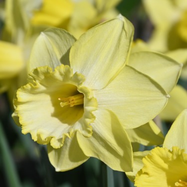 Narcissus 'Ladea'