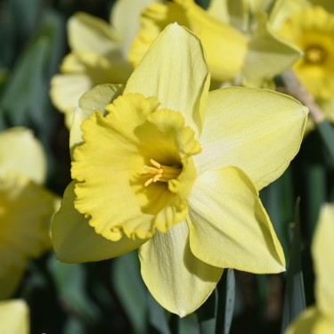 Narcissus 'Ladea'