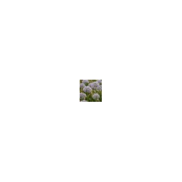 Allium hollandicum 'Album'