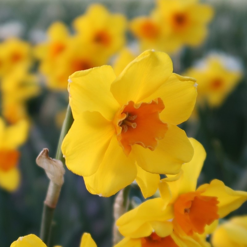 Narcissus 'Morning Blaze' Narcissus 'Morning Blaze'