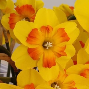 Narcissus 'Marion Pearce'