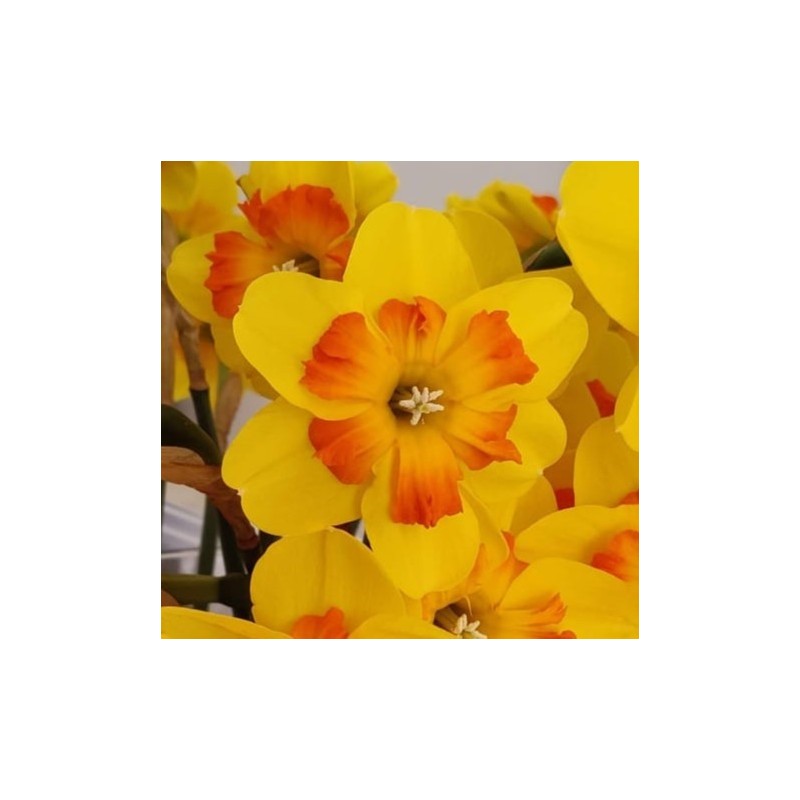 Narcissus 'Marion Pearce' Narcissus 'Marion Pearce'