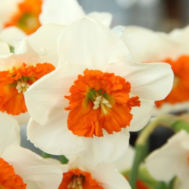 Narcissus 'Bella Vista'