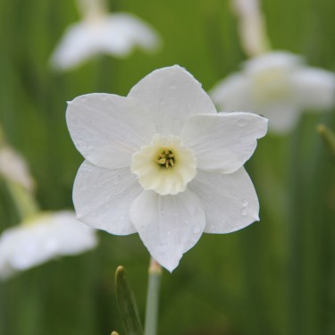 Narcissus 'Dainty Miss'