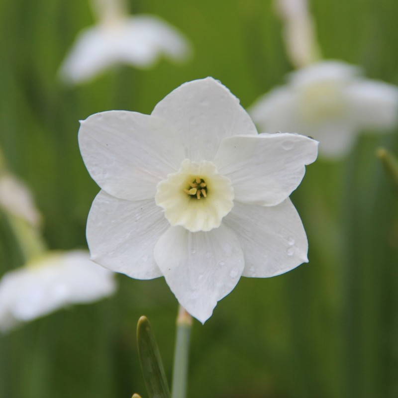 Narcissus 'Dainty Miss'