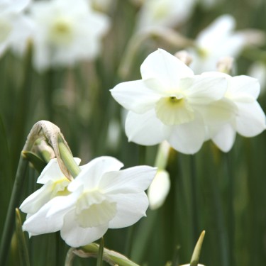 Narcissus 'Dainty Miss'