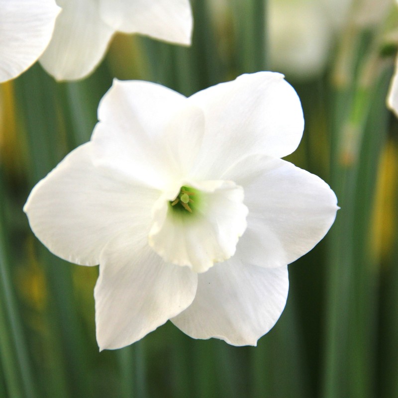 Narcissus 'Dainty Miss'