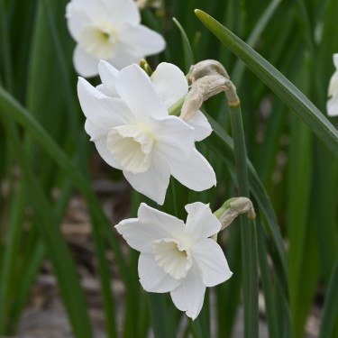 Narcissus 'Dainty Miss'