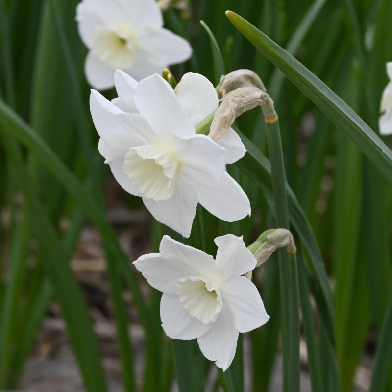Narcissus 'Dainty Miss'