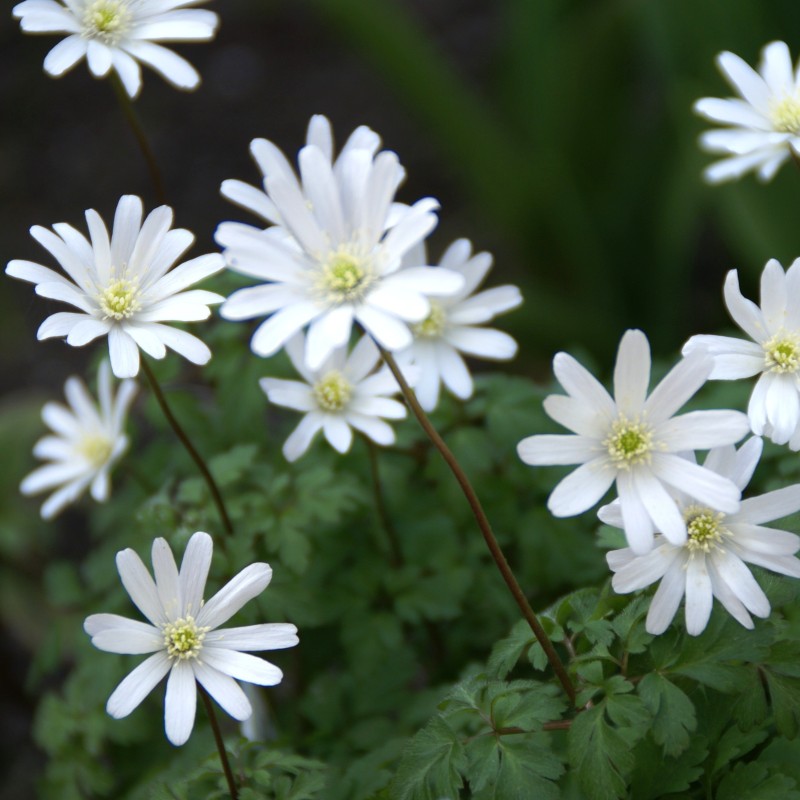 Anemone apennina var. albiflora