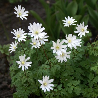 Anemone apennina var. albiflora