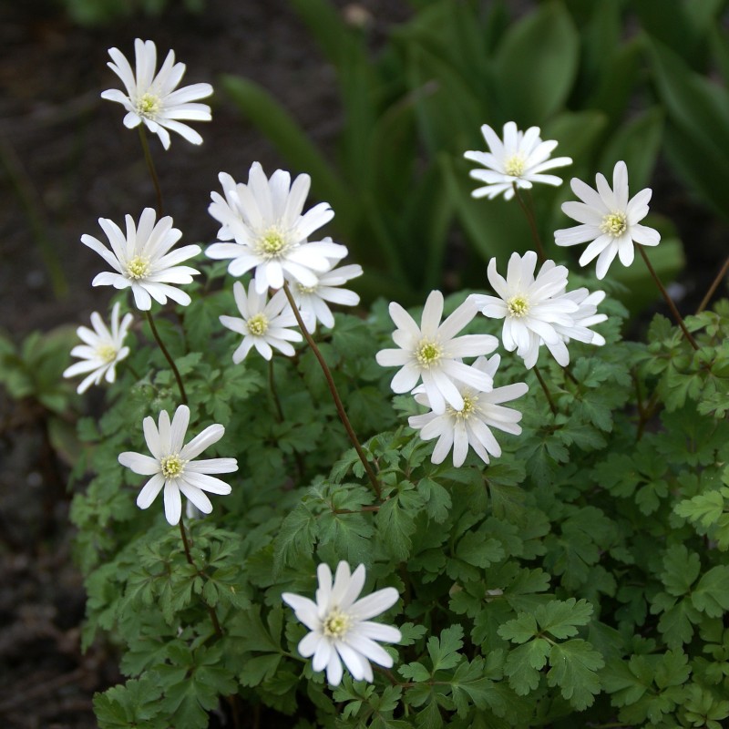 Anemone apennina var. albiflora