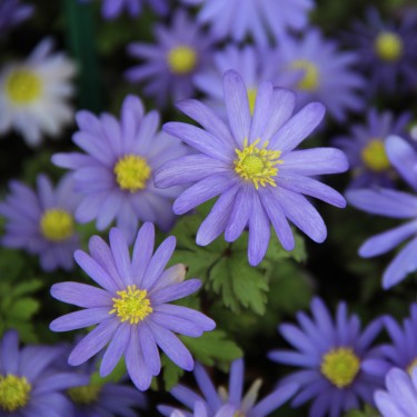 Anemone blanda 'Blue Shades'