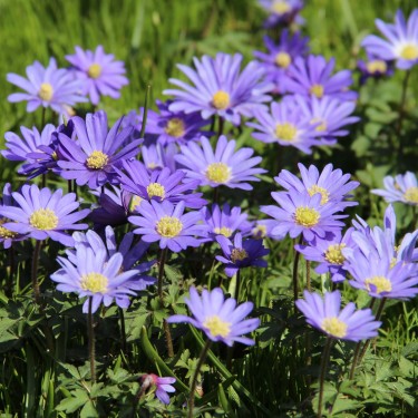 Anemone blanda 'Blue Shades' -grootverbruik-