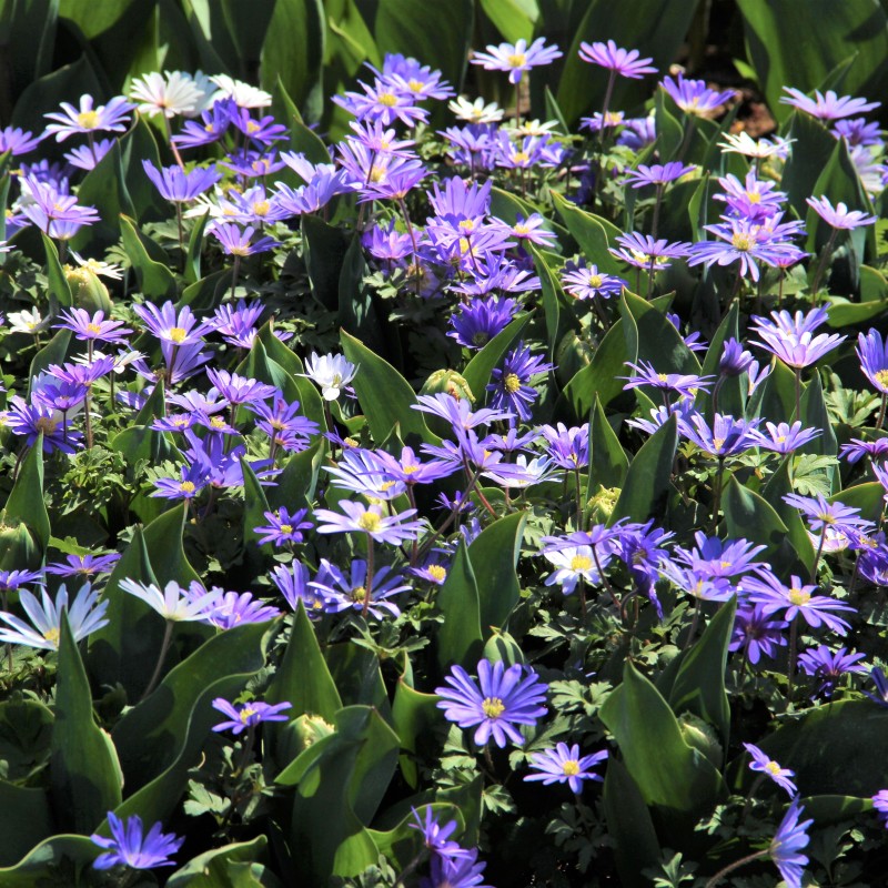 Anemone blanda 'Blue Shades' -grootverbruik-