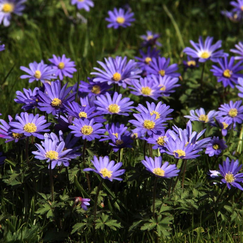 Anemone blanda 'Blue Shades' -grootverbruik-