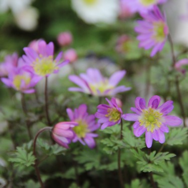 Anemone blanda 'Charmer'