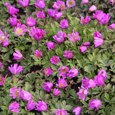 Anemone blanda 'Radar'