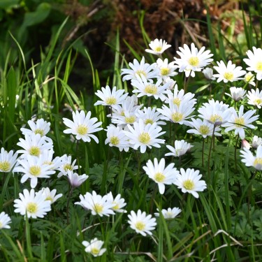 Anemone blanda 'White Splendour' Anemone blanda 'White Splendour'