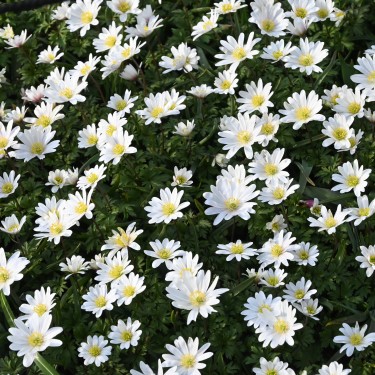 Anemone blanda 'White Splendour' Anemone blanda 'White Splendour'