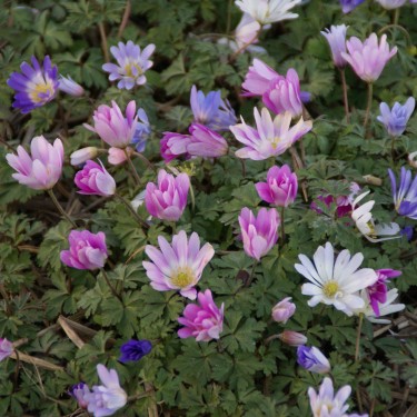 Anemone blanda -gemengde kleuren-