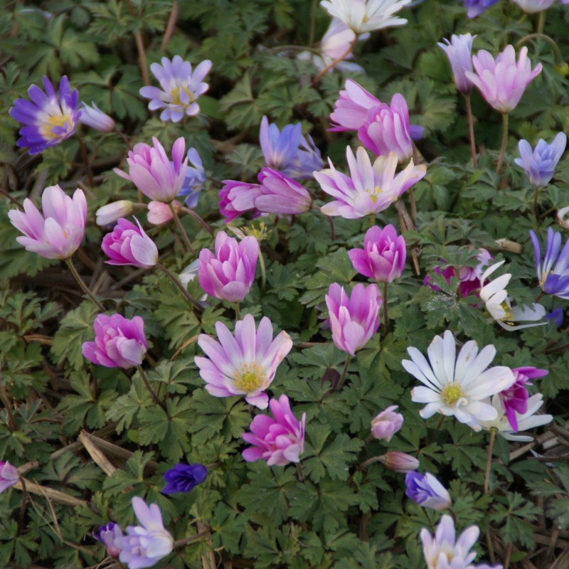 Anemone blanda -gemengde kleuren-