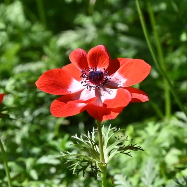 Anemone coronaria 'Hollandia'