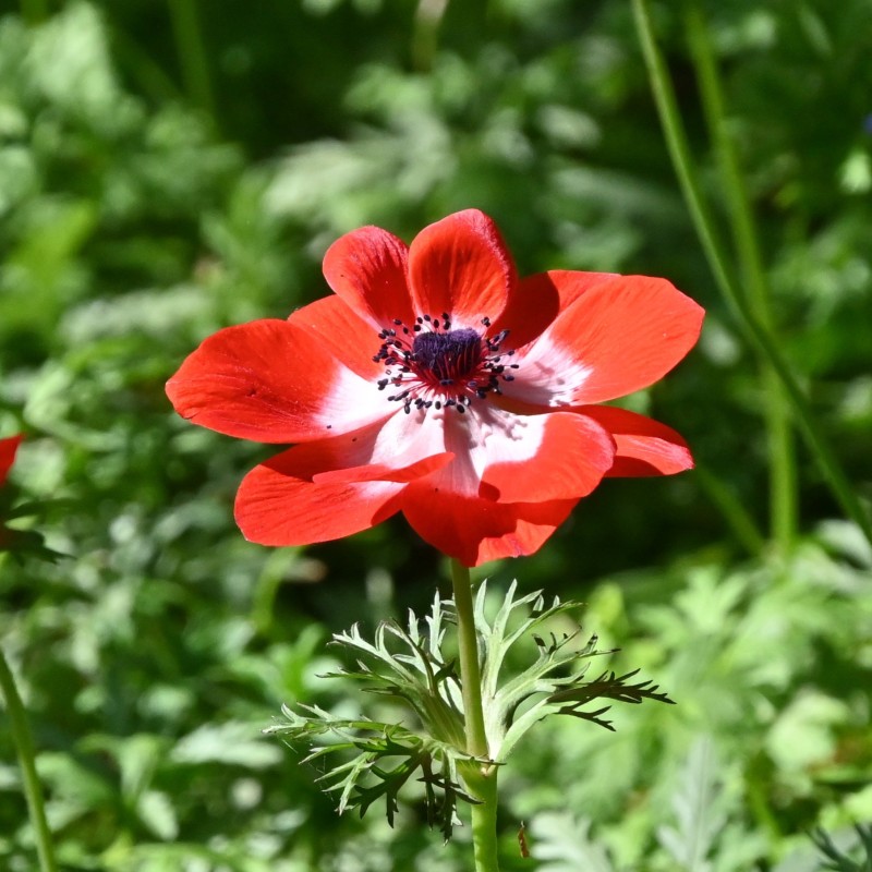 Anemone coronaria 'Hollandia'
