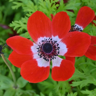 Anemone coronaria 'Hollandia'