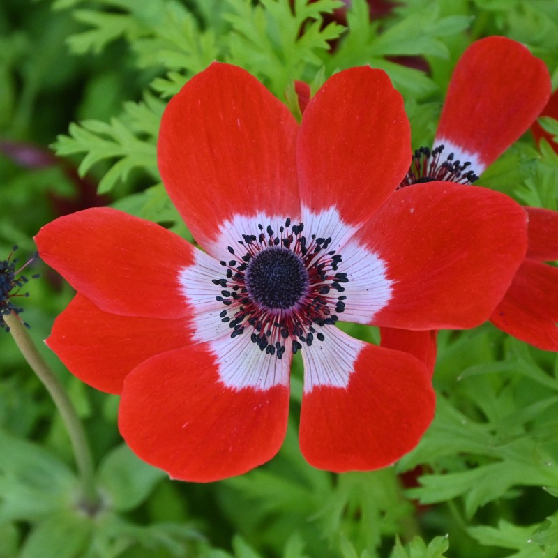 Anemone coronaria 'Hollandia'