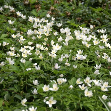 Anemone nemorosa