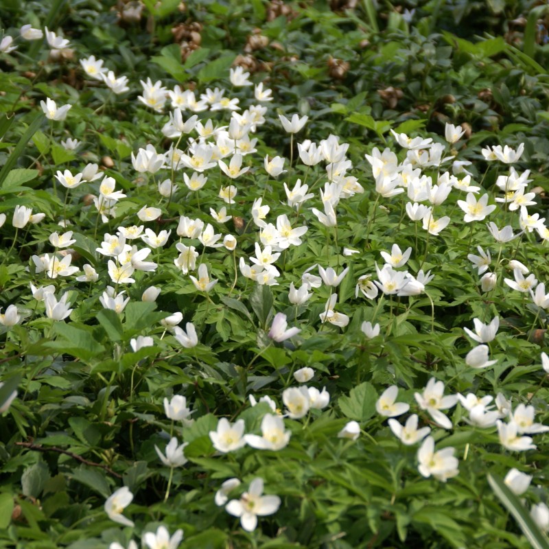 Anemone nemorosa