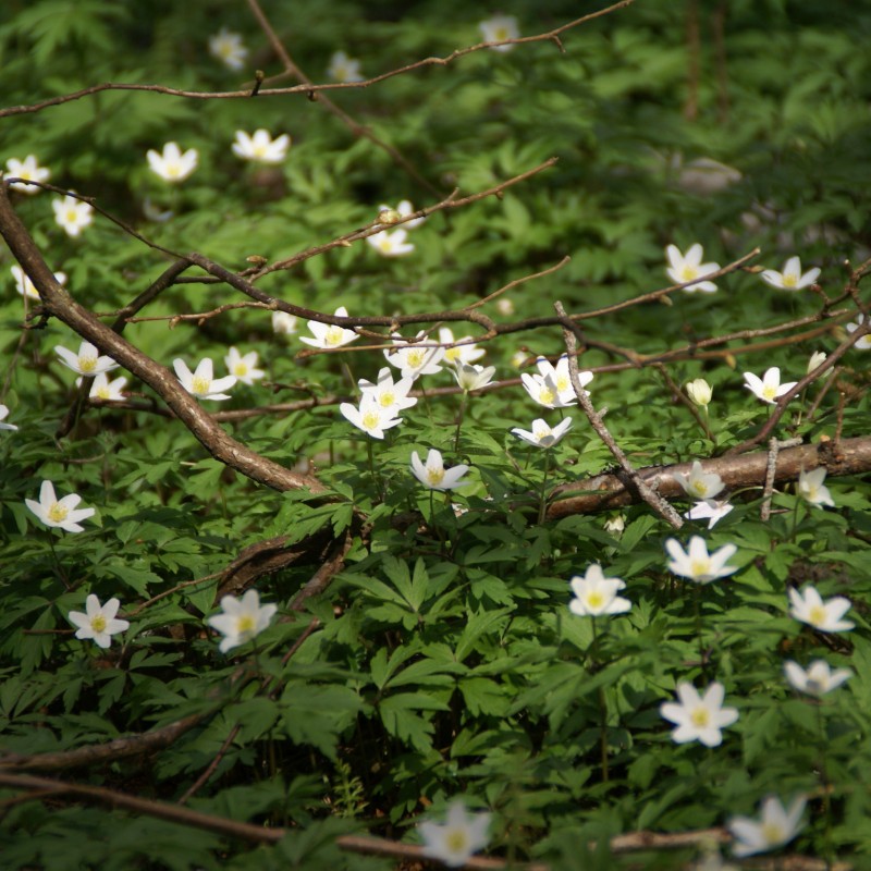 Anemone nemorosa