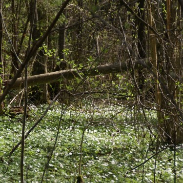 Anemone nemorosa