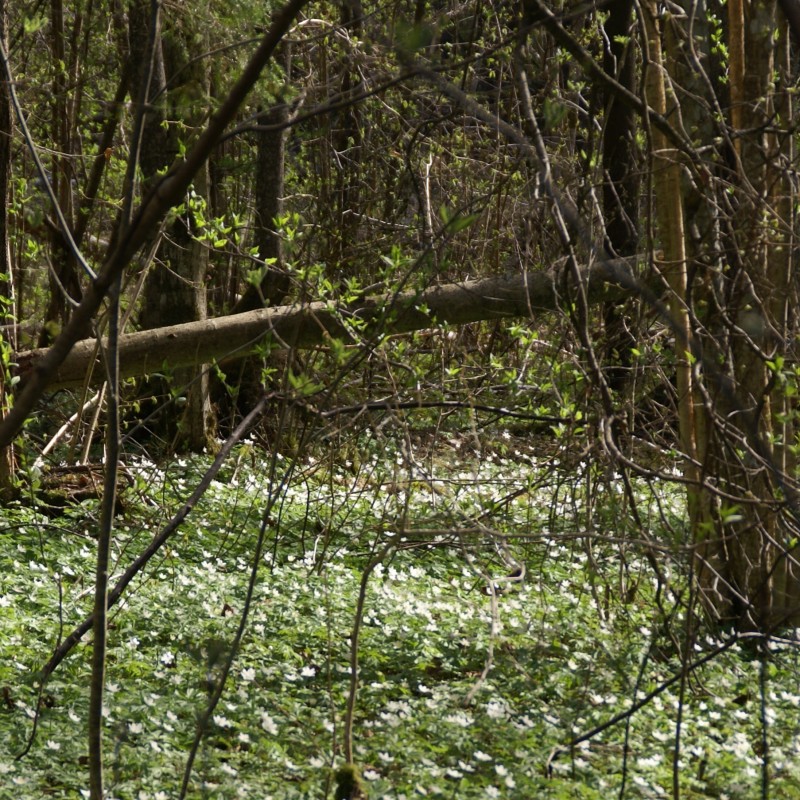 Anemone nemorosa
