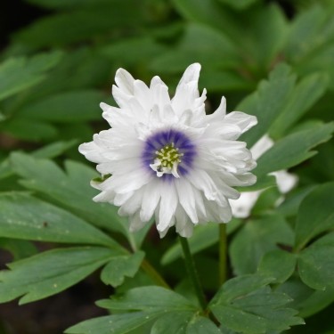 Anemone nemorosa 'Blue Eyes'