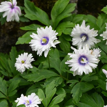 Anemone nemorosa 'Blue Eyes'