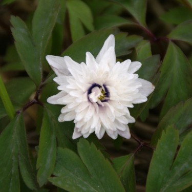 Anemone nemorosa 'Blue Eyes'